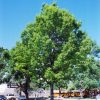 Red Oak #5 - Image 2